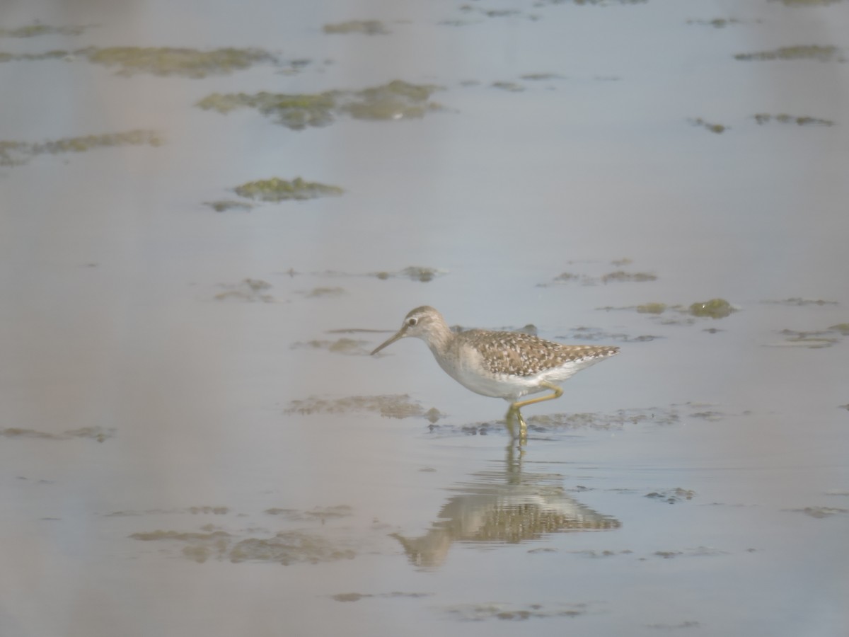 vodouš bahenní - ML647746301