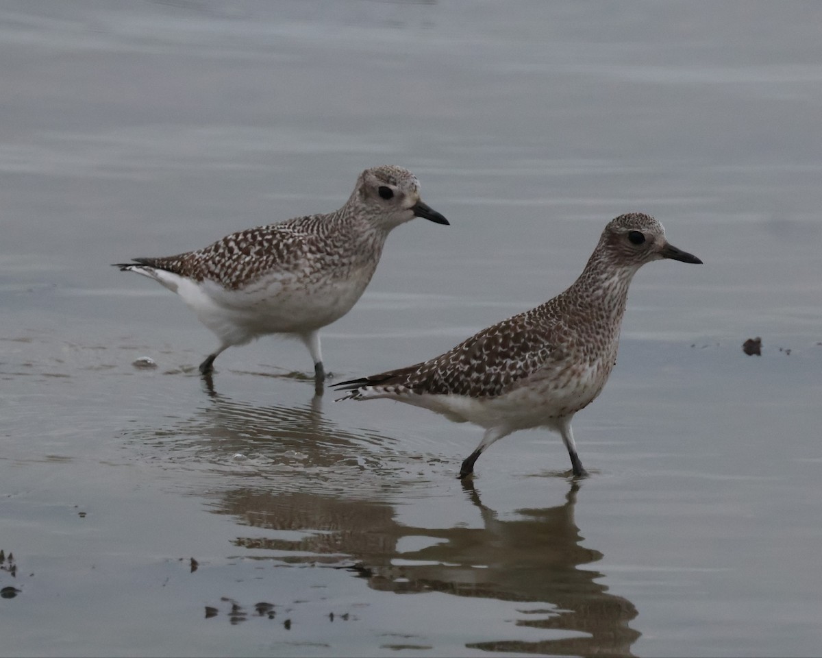 ダイゼン - ML647746320