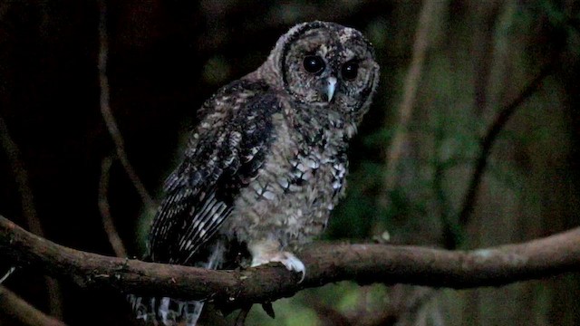 Himalayan Owl - ML647746341