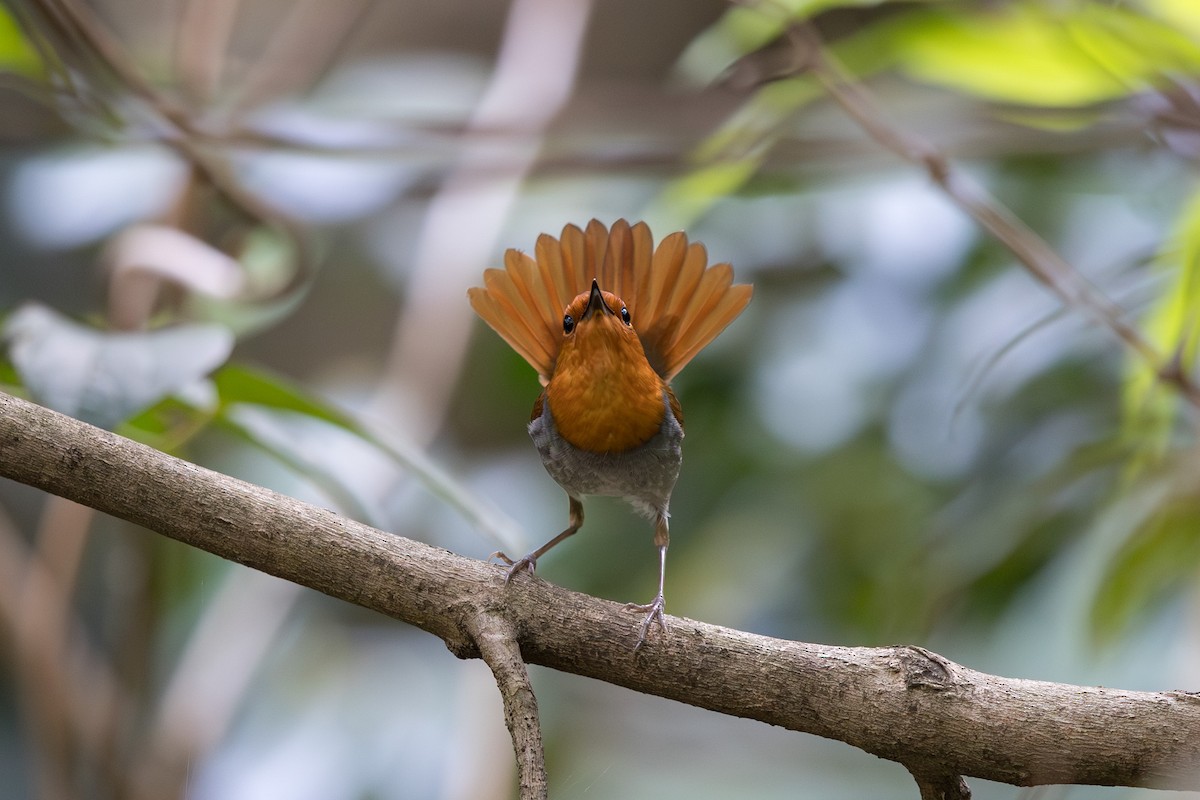 Izu Robin - ML647746347