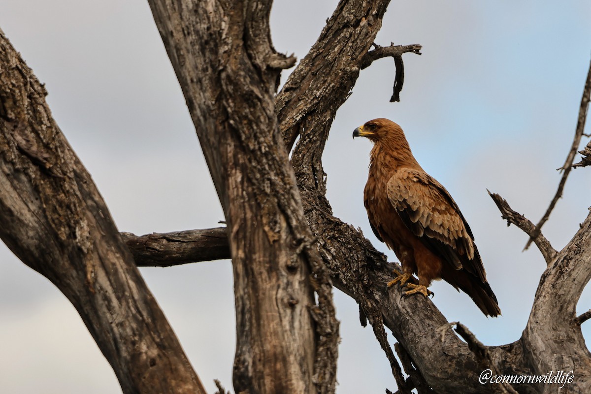 Tawny Eagle - ML647746349