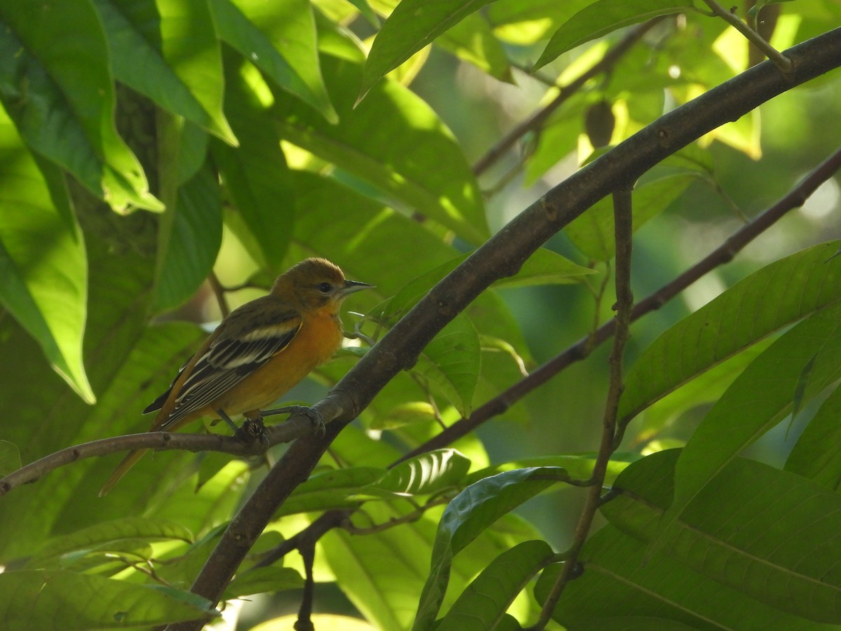 Балтиморский трупиал - ML647746353