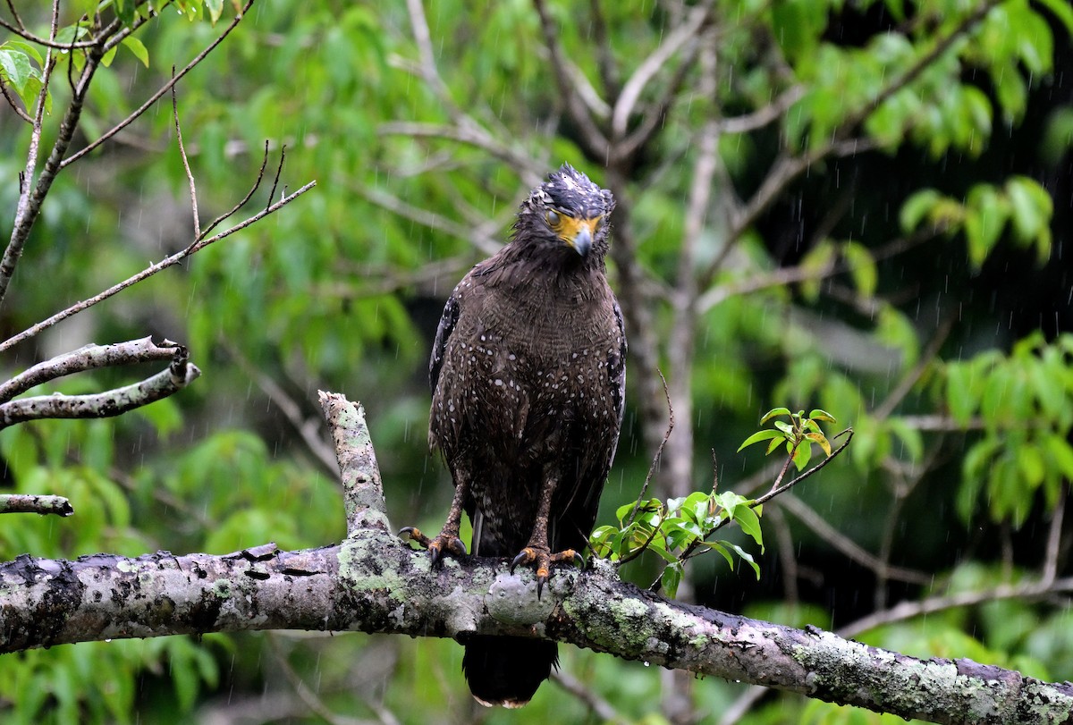 Хохлатый змееяд - ML647746356