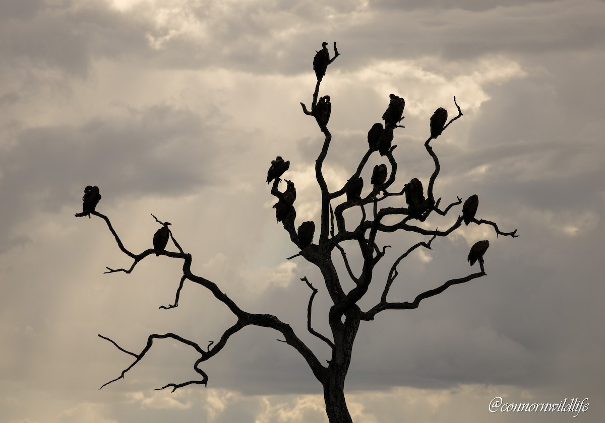 Ak Sırtlı Akbaba - ML647746360