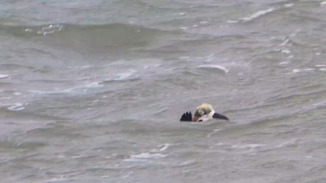 Spectacled Eider - ML647746364