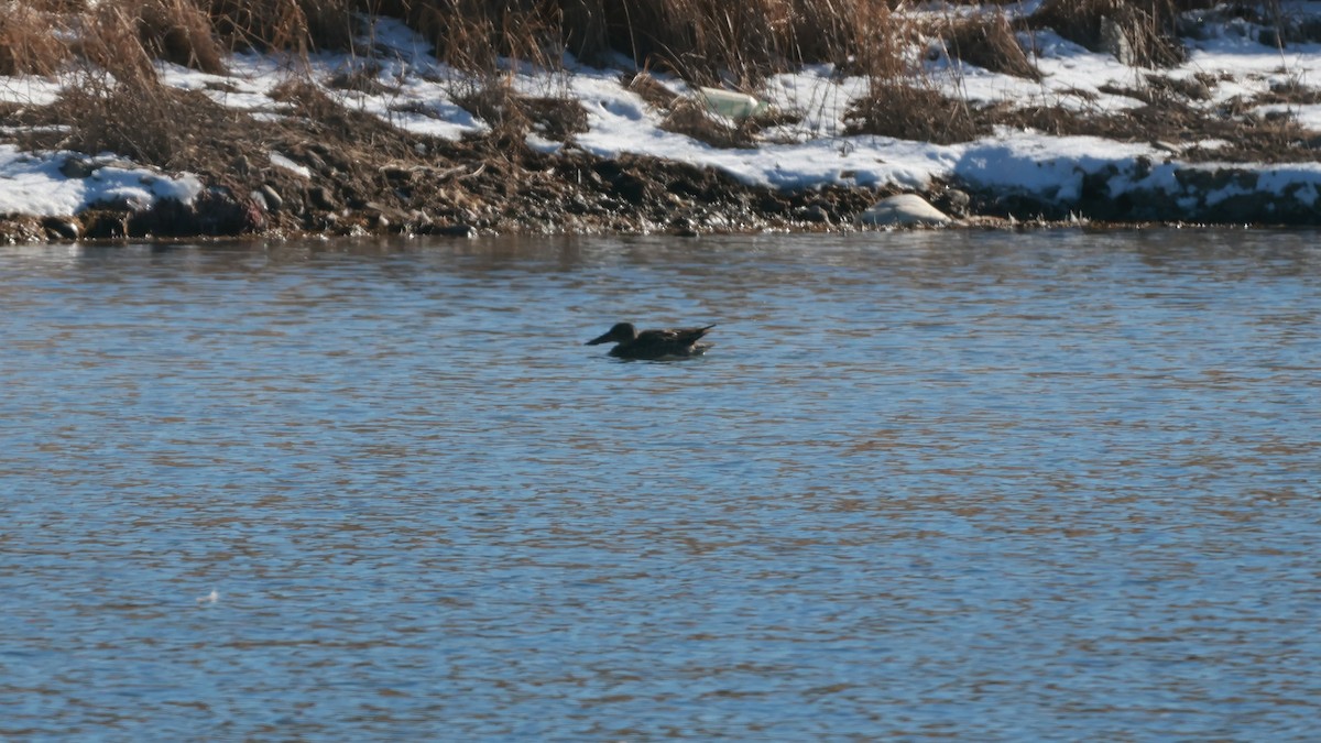 Mestolone - ML647746369