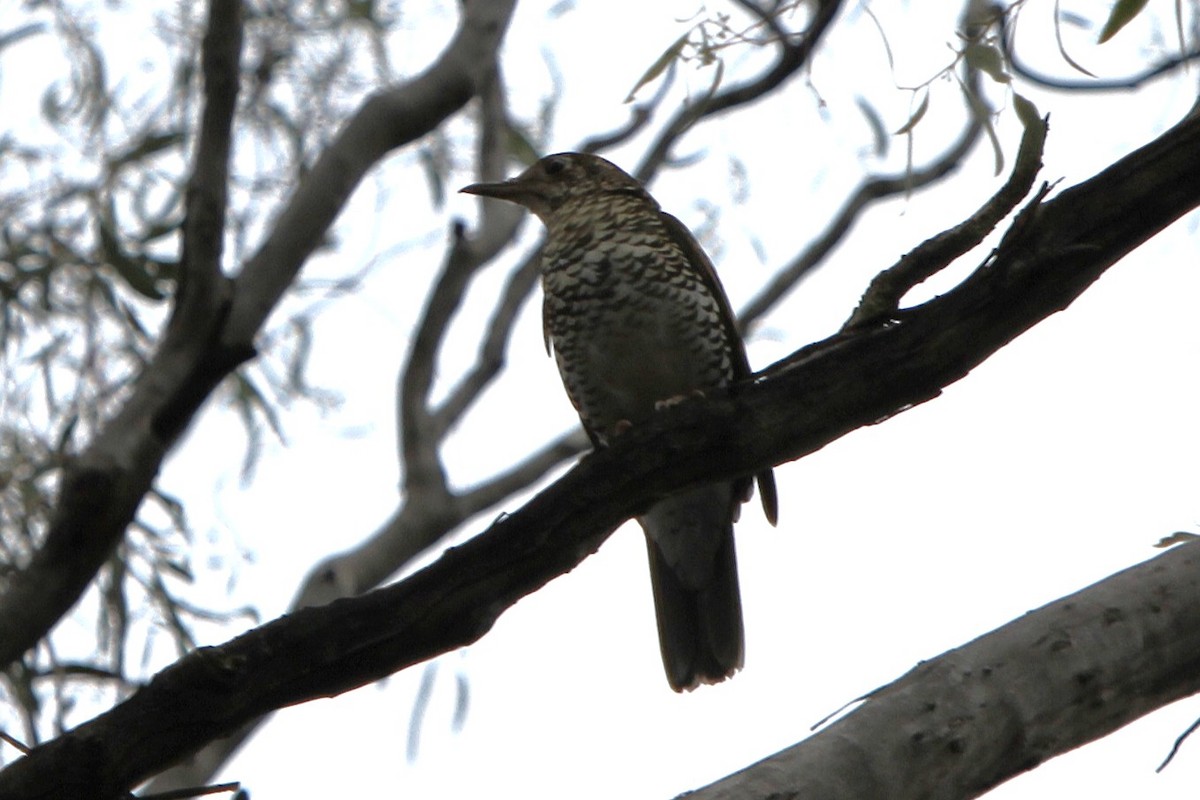 Sedefli Ardıç - ML647746384