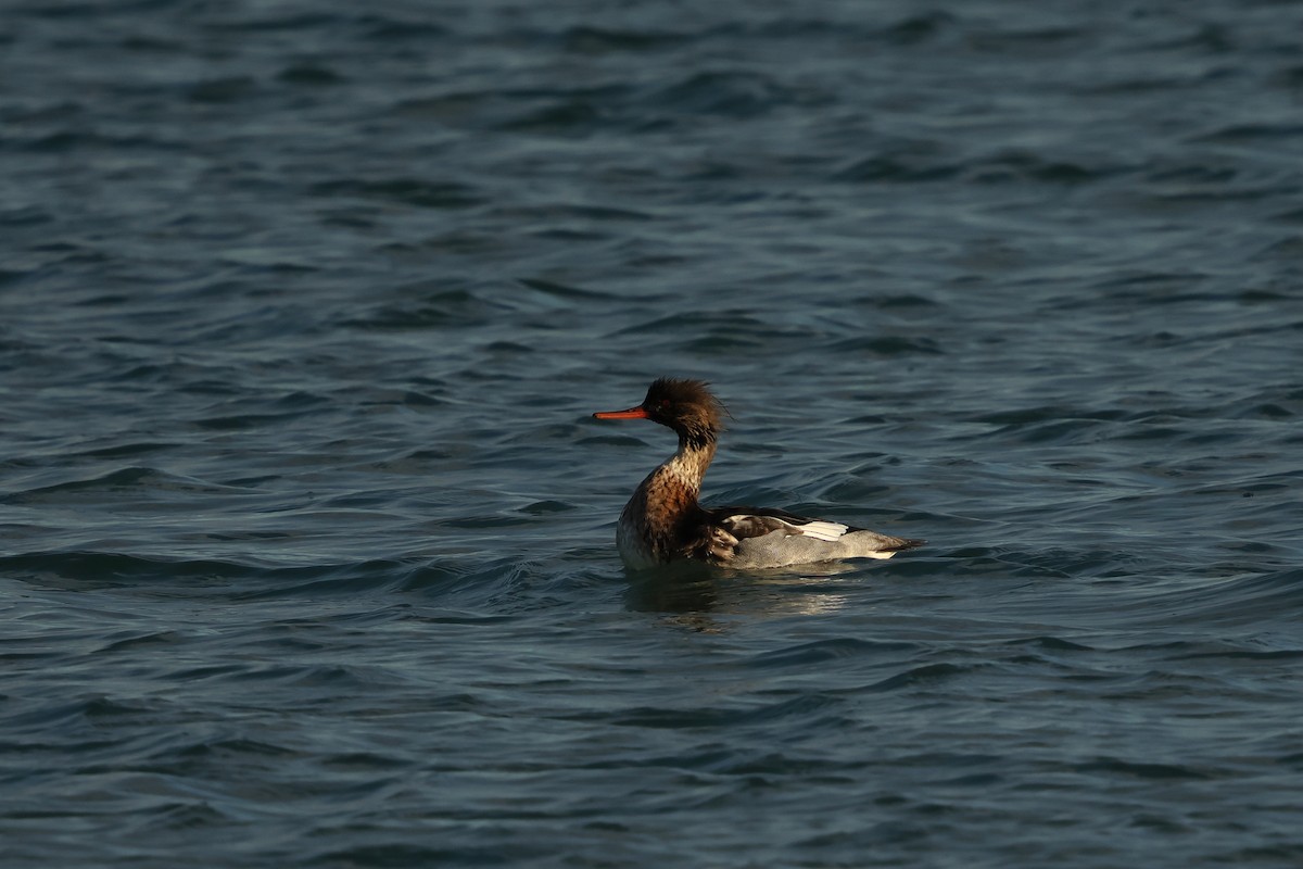 Serreta Mediana - ML647746433