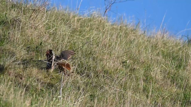 American Kestrel - ML647746435