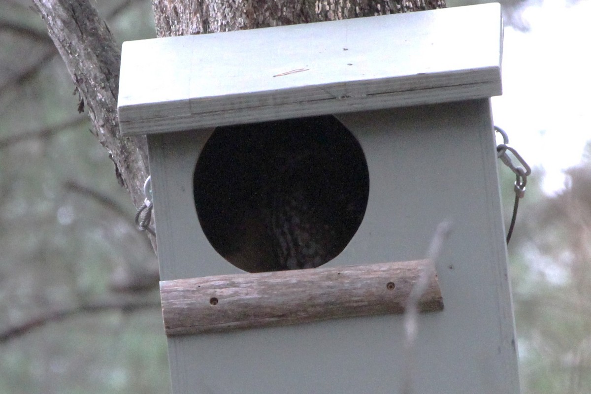 Australian Boobook - ML647746440