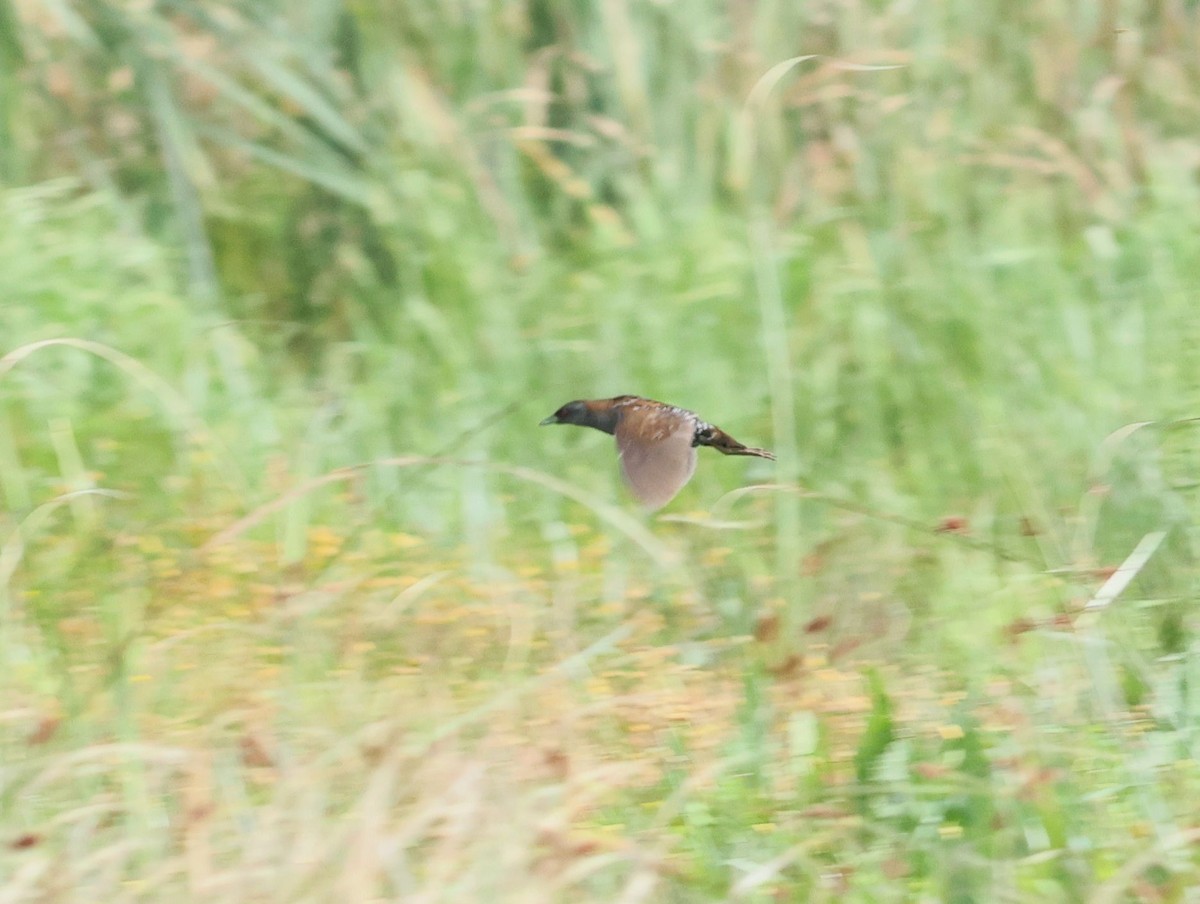 Baillon's Crake - ML647746441