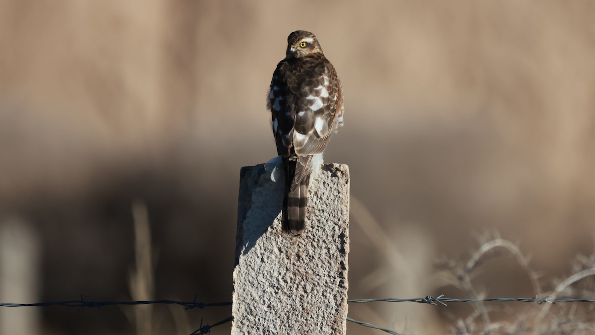 Eurasian Sparrowhawk - ML647746443