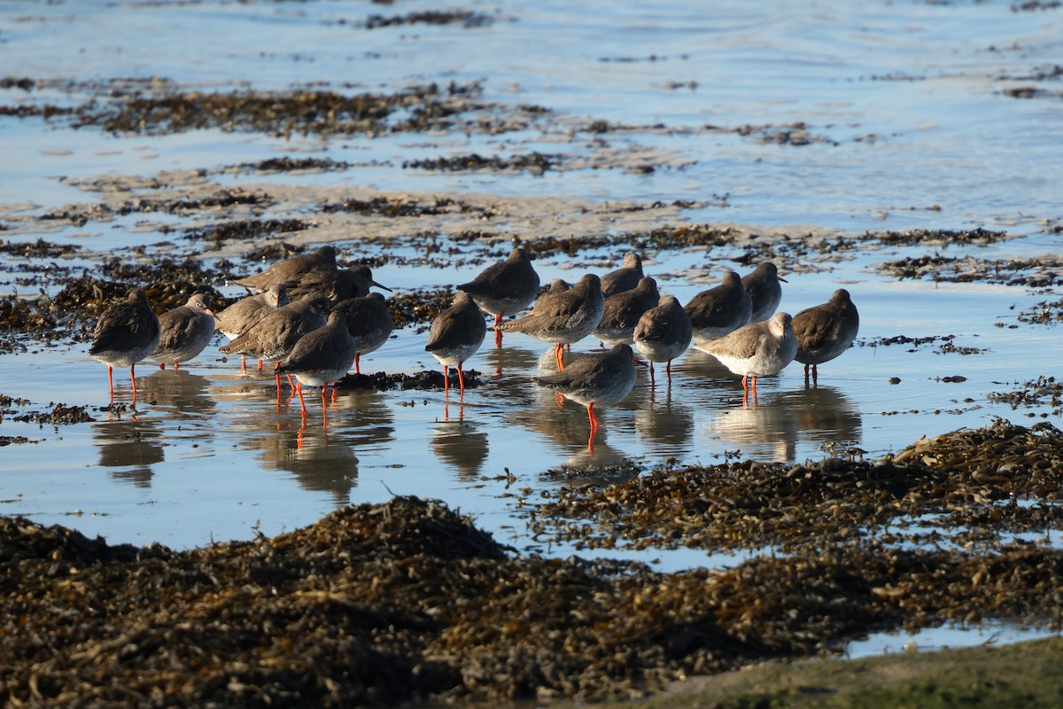 Common Redshank - ML647746444