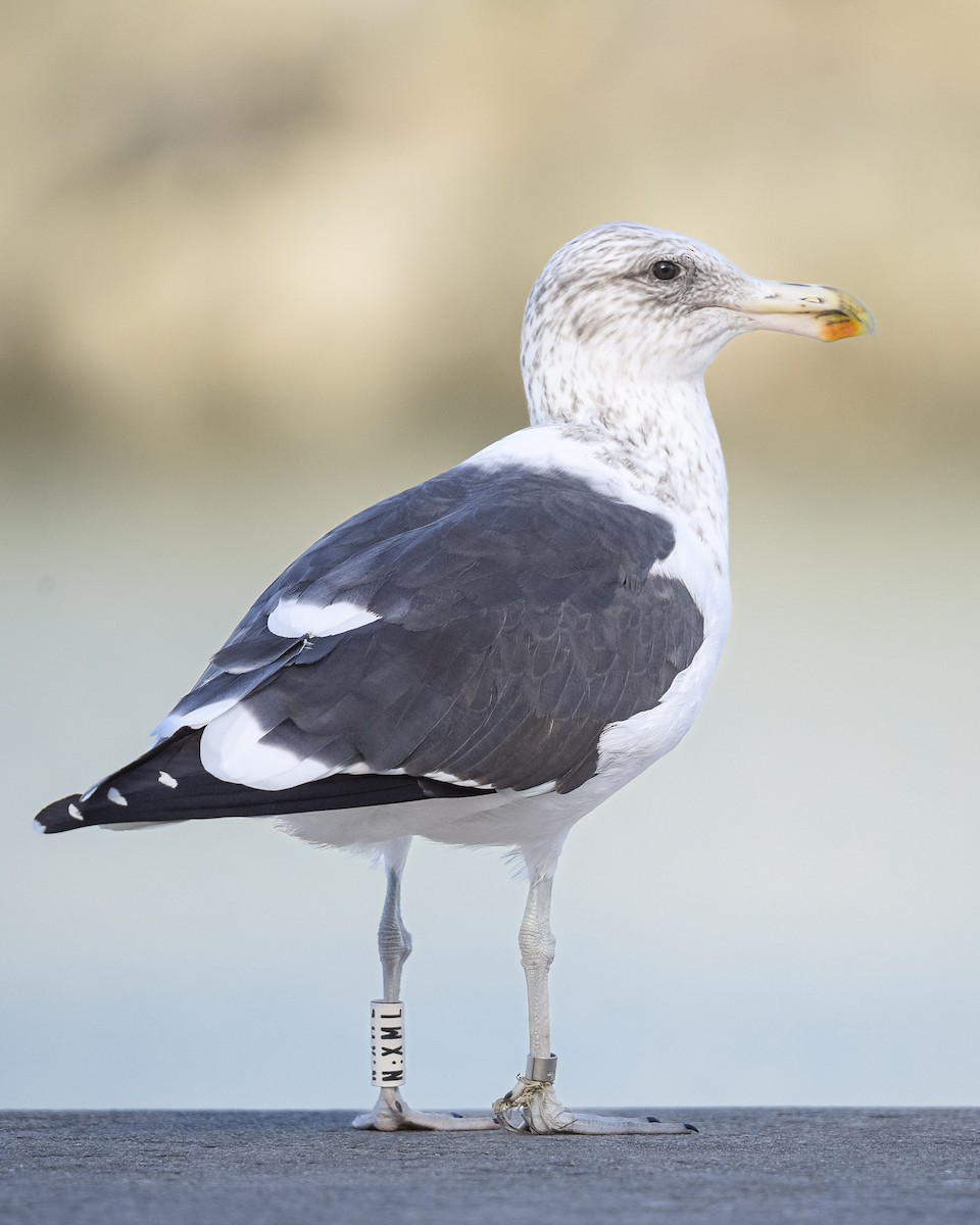 Kelp Gull - ML647746445