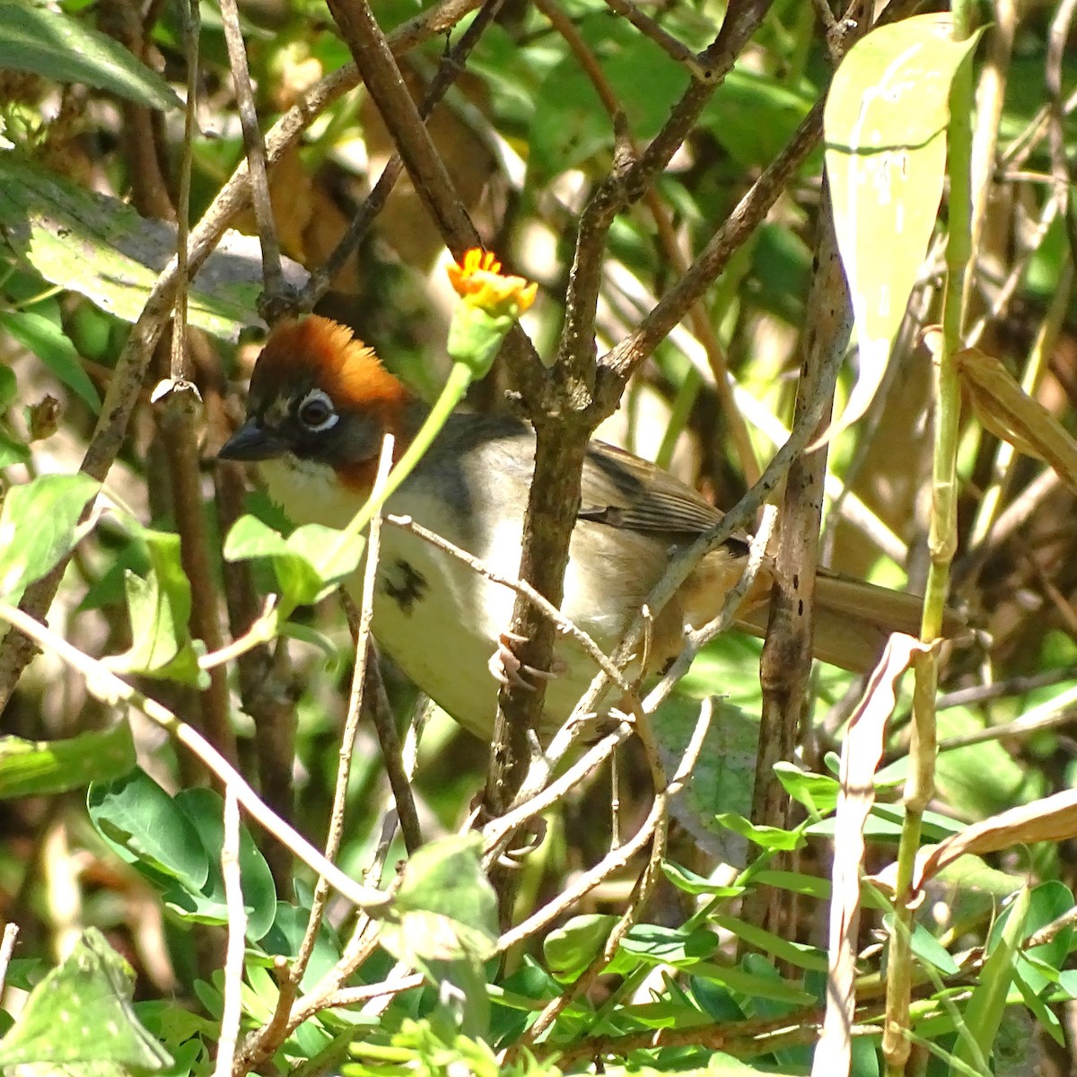 Rusty-crowned Ground-Sparrow - ML647746446