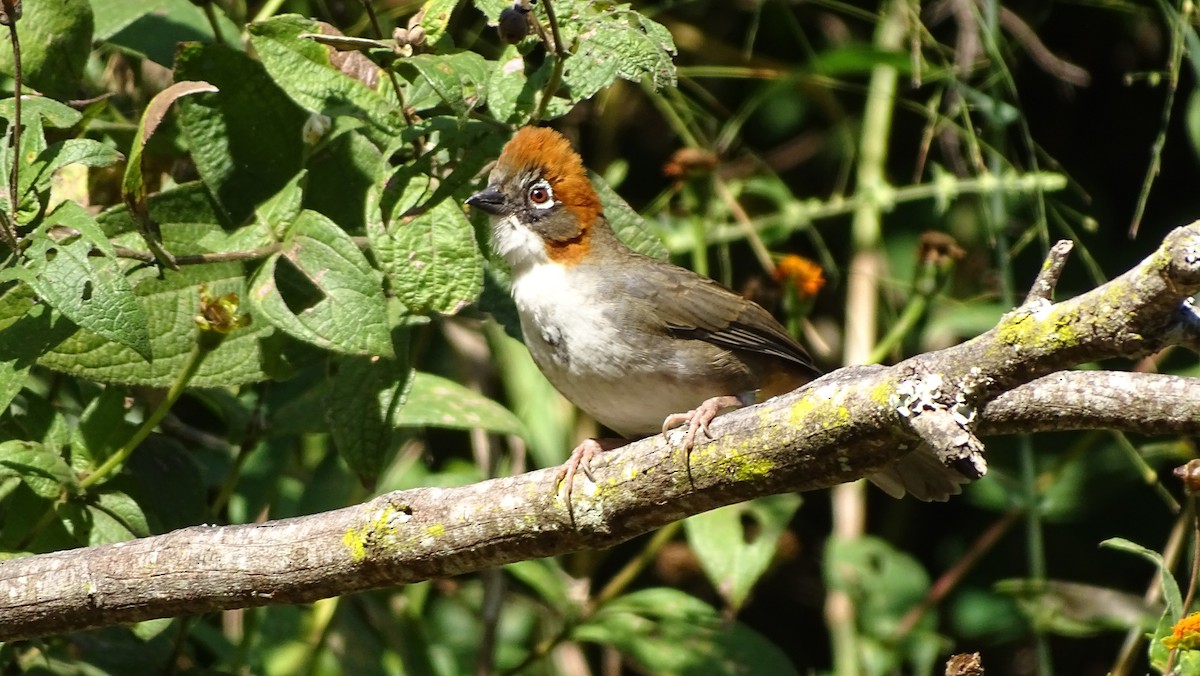 Rusty-crowned Ground-Sparrow - ML647746447