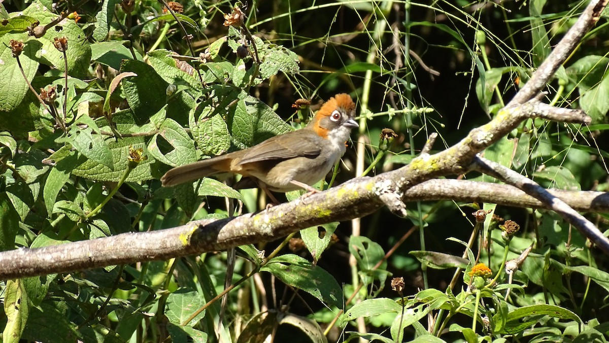 Rusty-crowned Ground-Sparrow - ML647746448