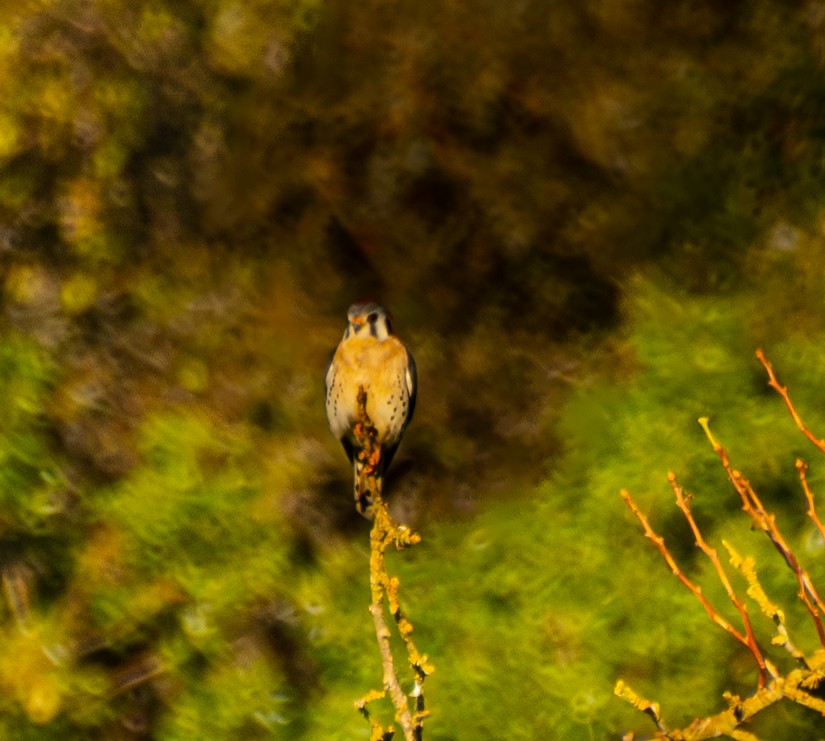 American Kestrel - ML647746449