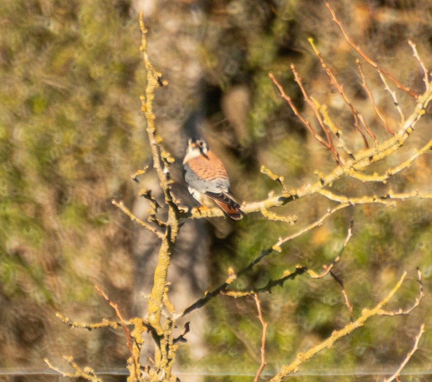 American Kestrel - ML647746450