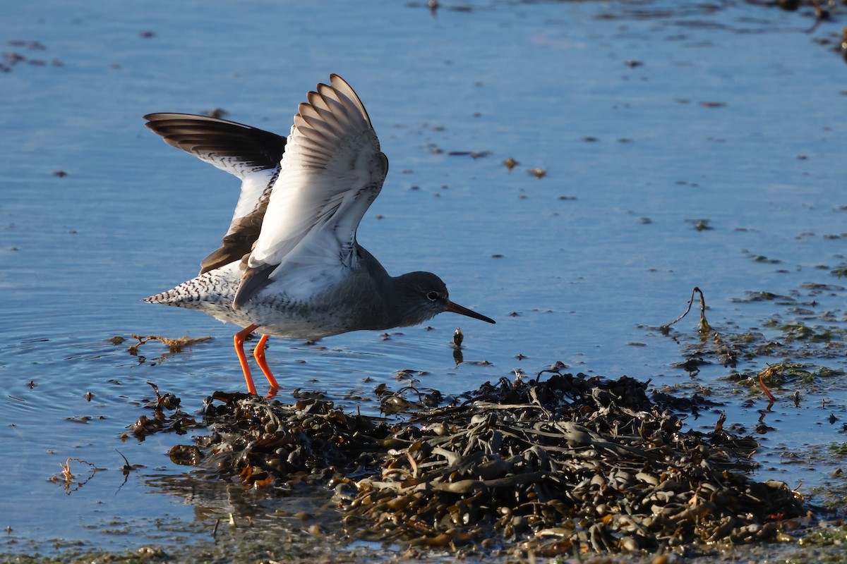 Common Redshank - ML647746451