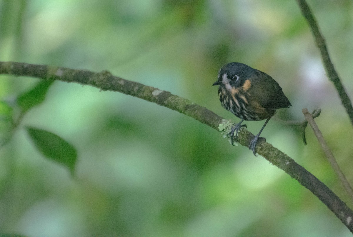 Crescent-faced Antpitta - ML647746453