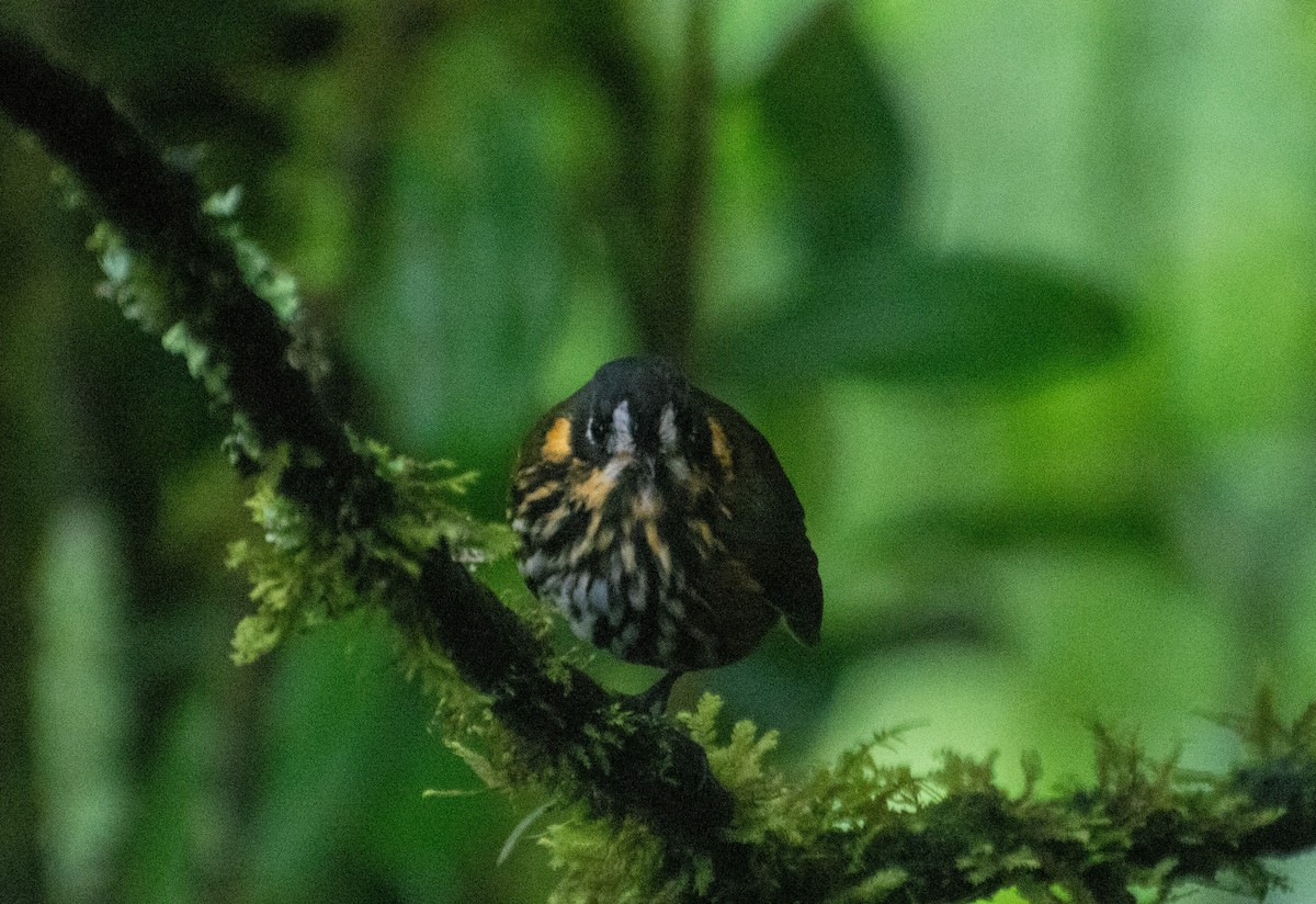Crescent-faced Antpitta - ML647746454