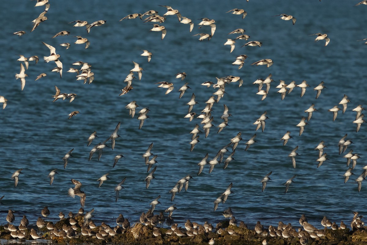 Dunlin - ML647746455