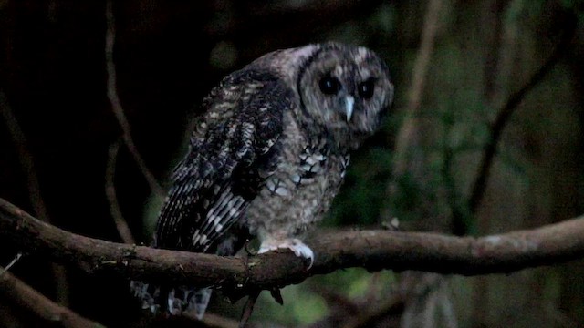 Himalayan Owl - ML647746457