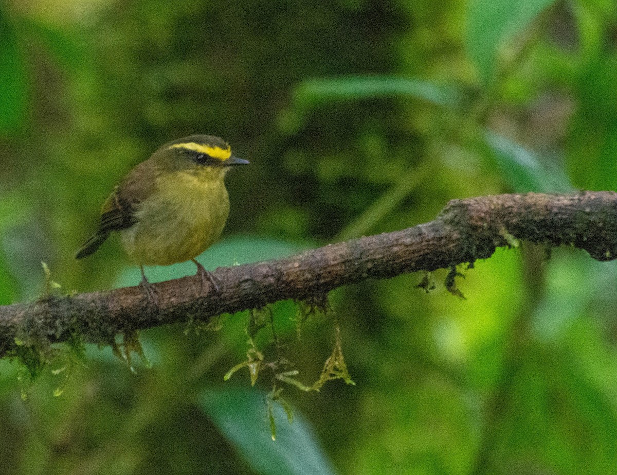 Yellow-bellied Chat-Tyrant - ML647746458