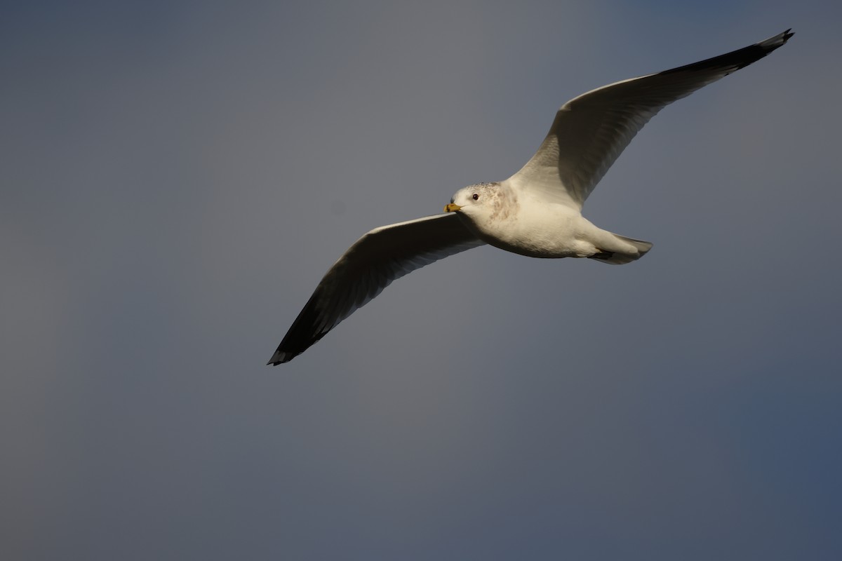 Common Gull - ML647746459