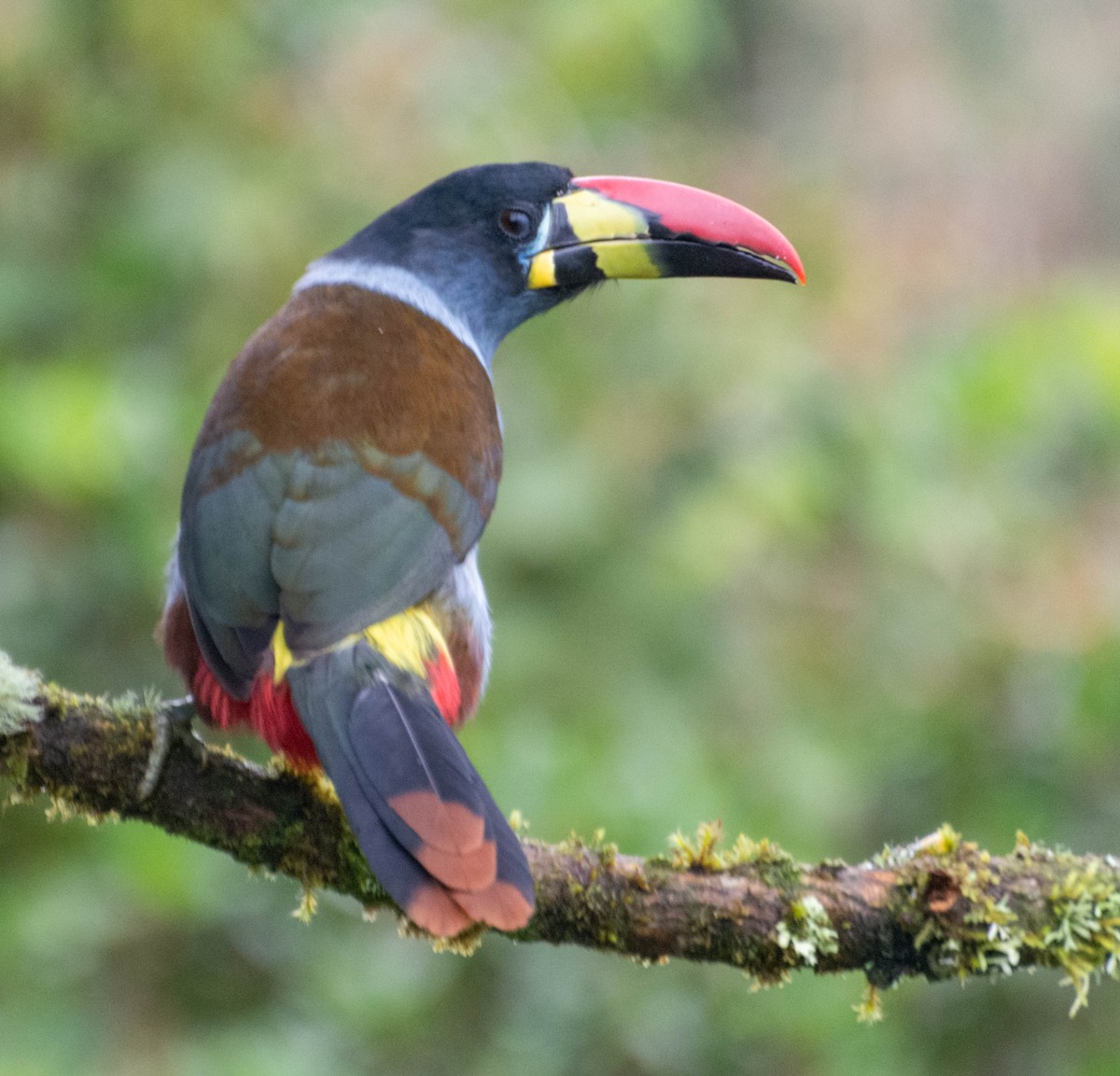 Gray-breasted Mountain-Toucan - ML647746461