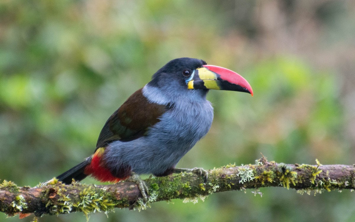 Gray-breasted Mountain-Toucan - ML647746462