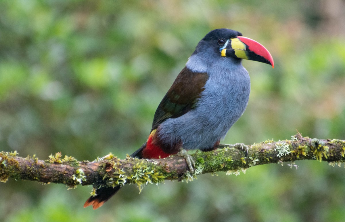 Gray-breasted Mountain-Toucan - ML647746463