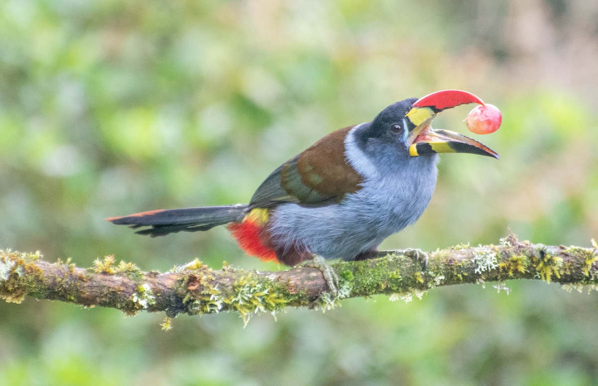 Gray-breasted Mountain-Toucan - ML647746464