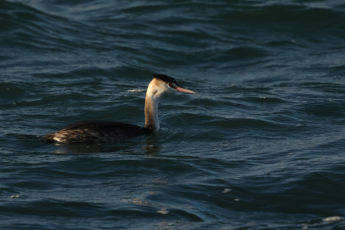 Great Crested Grebe - ML647746473