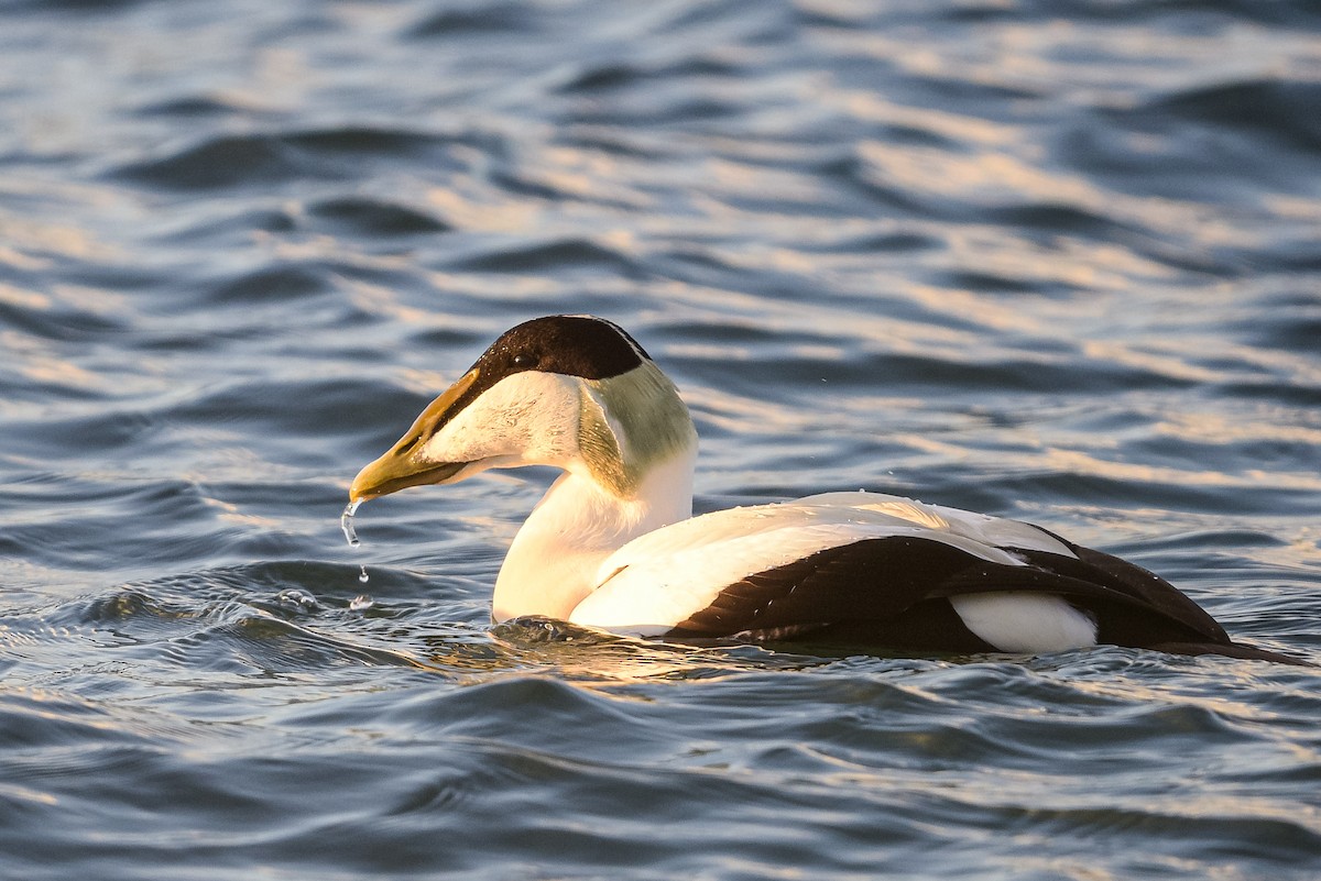 Common Eider - ML647746475