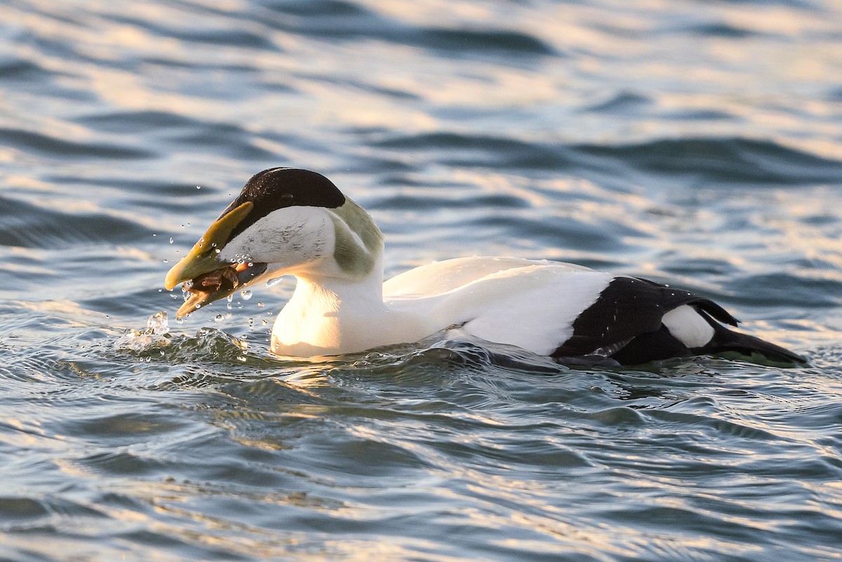 Common Eider - ML647746476