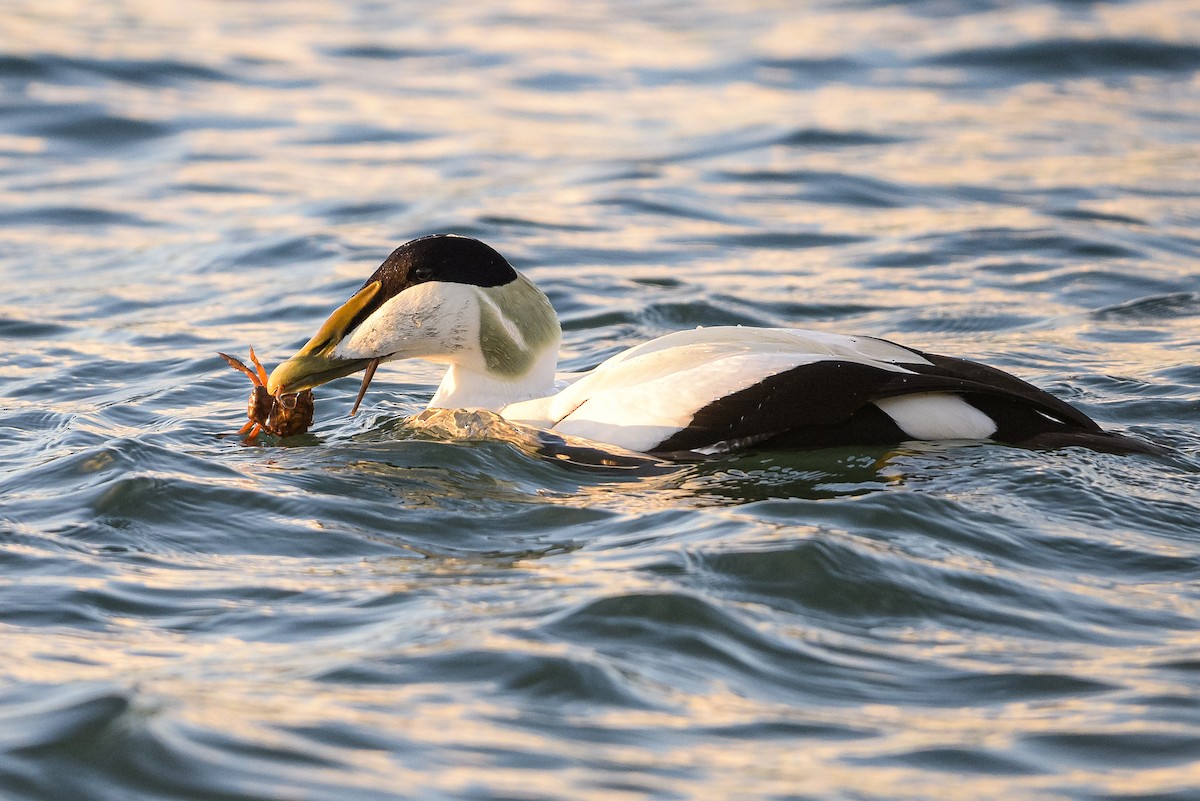 Common Eider - ML647746477
