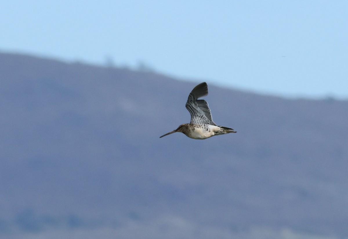 African Snipe - ML647746478
