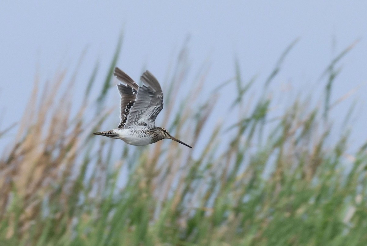 African Snipe - ML647746479