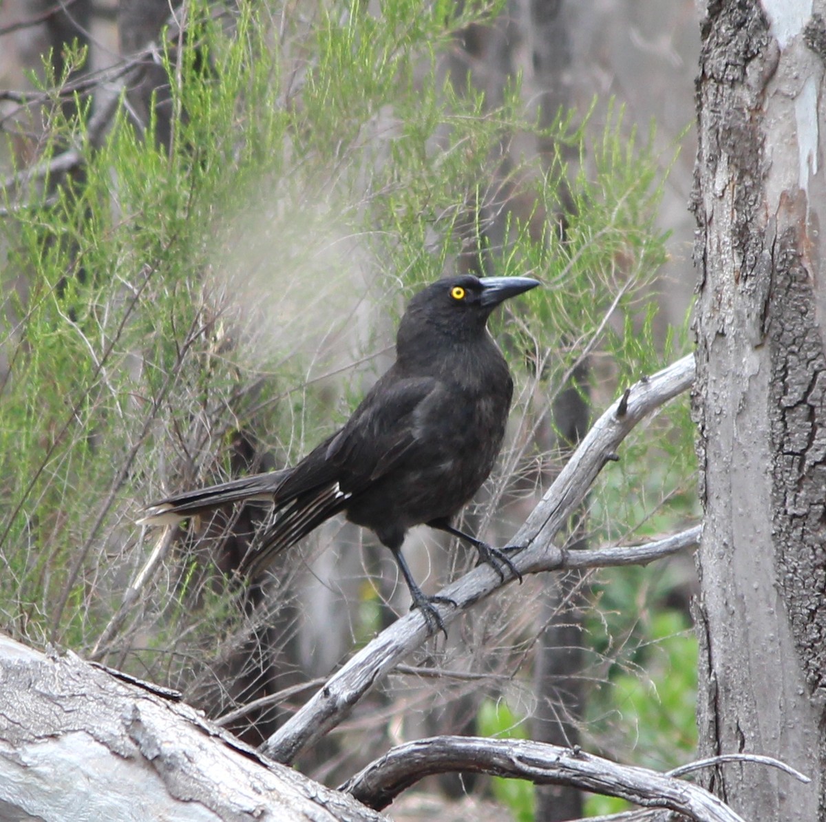 Pied Currawong - ML647746483