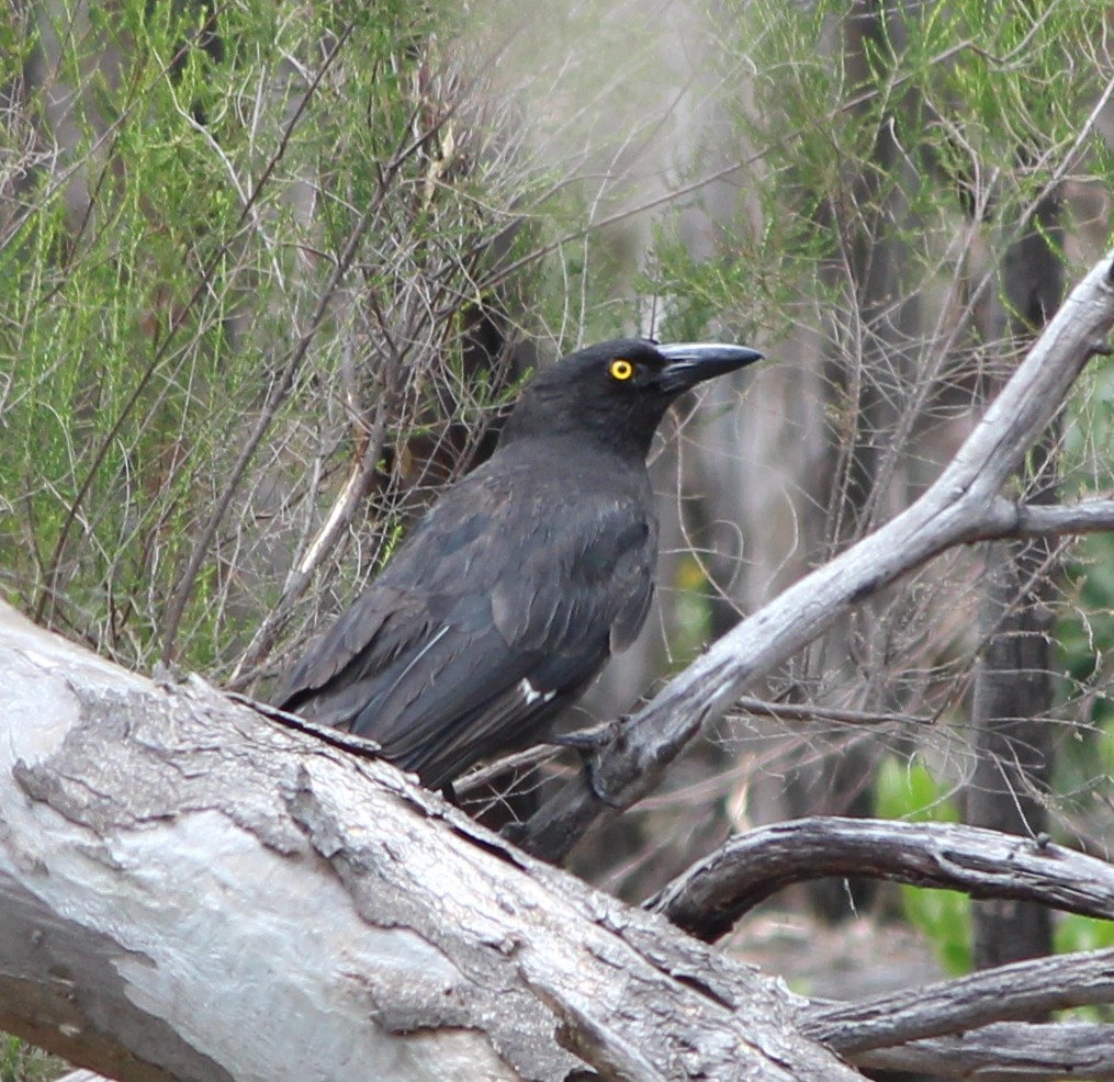 Pied Currawong - ML647746484