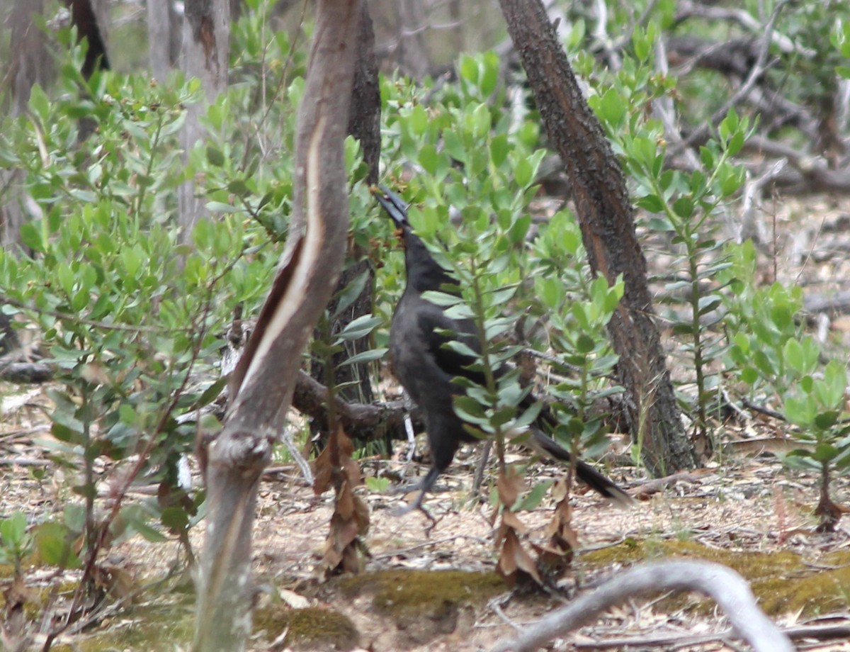 Pied Currawong - ML647746485