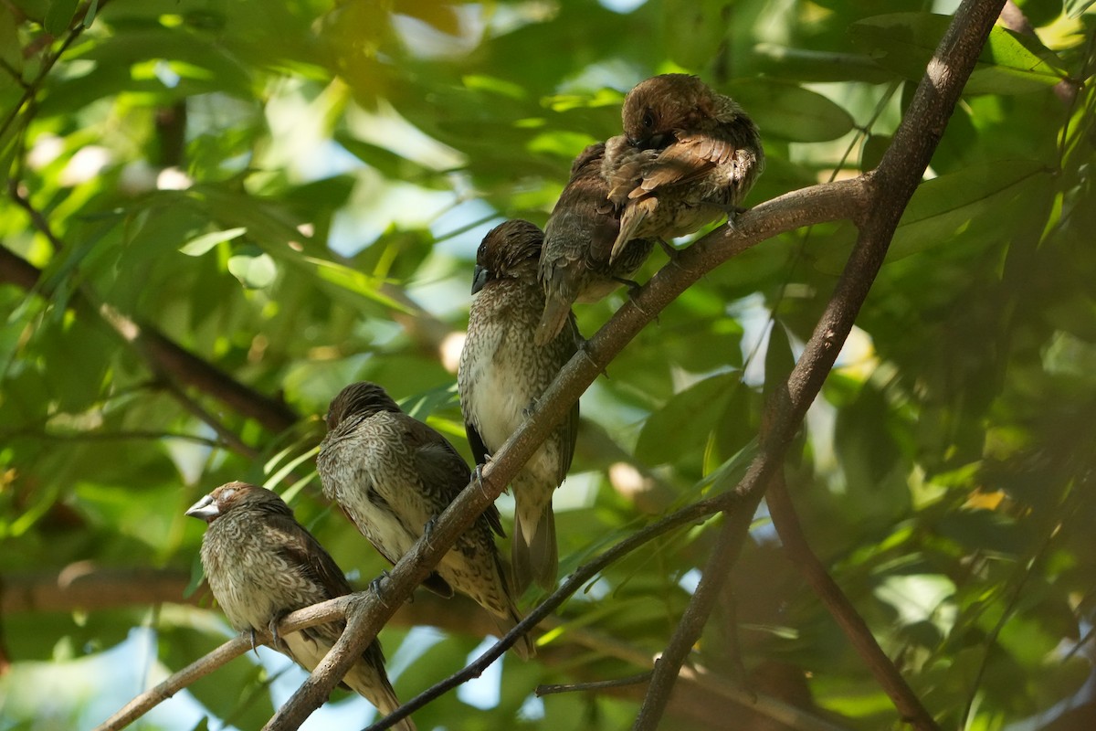 Scaly-breasted Munia - ML647746486