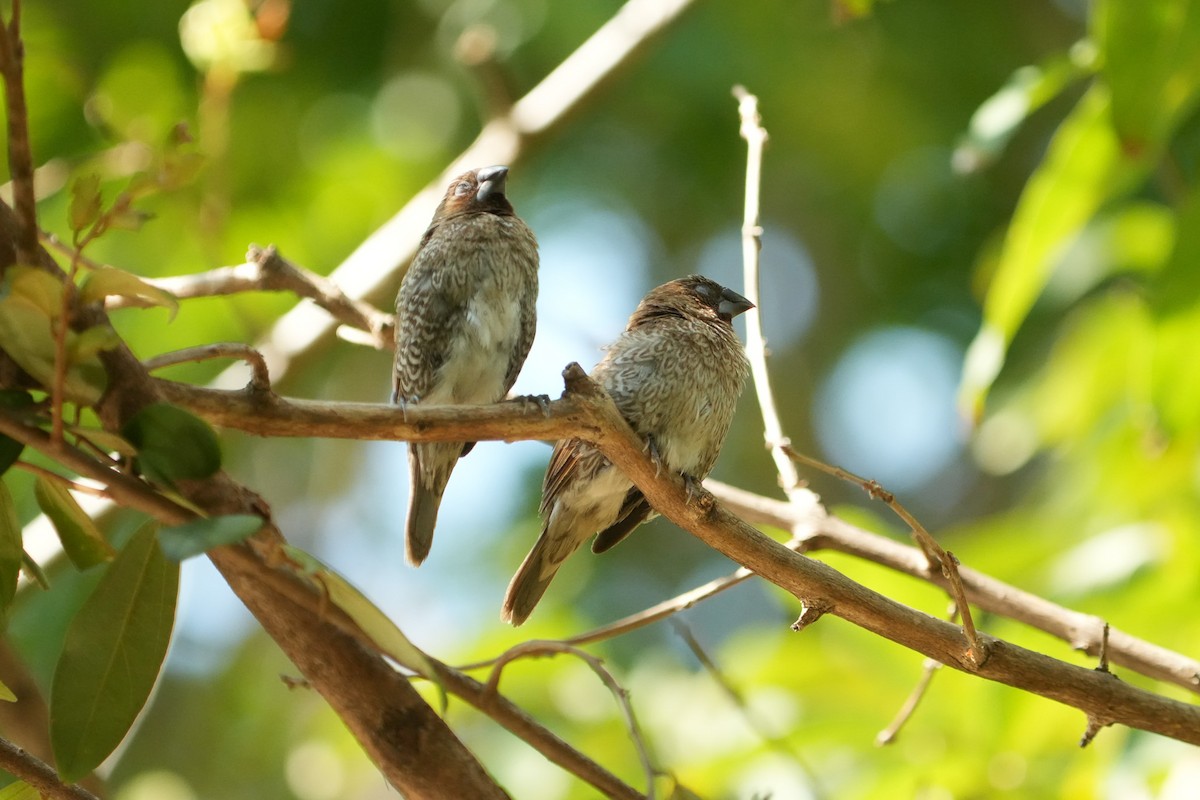 Scaly-breasted Munia - ML647746487