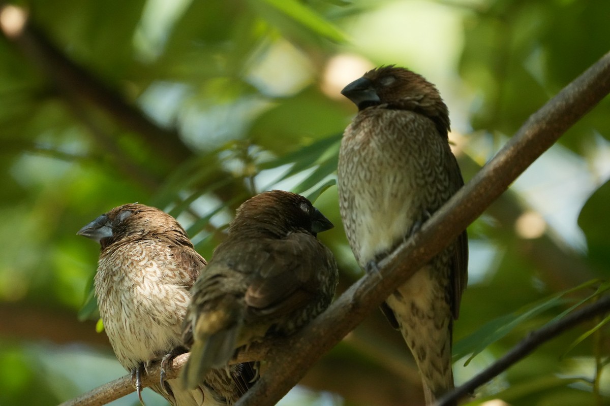 Scaly-breasted Munia - ML647746488