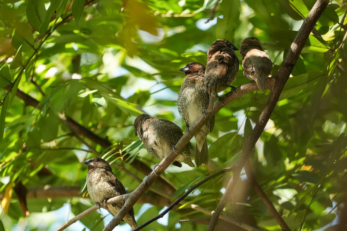 Scaly-breasted Munia - ML647746489