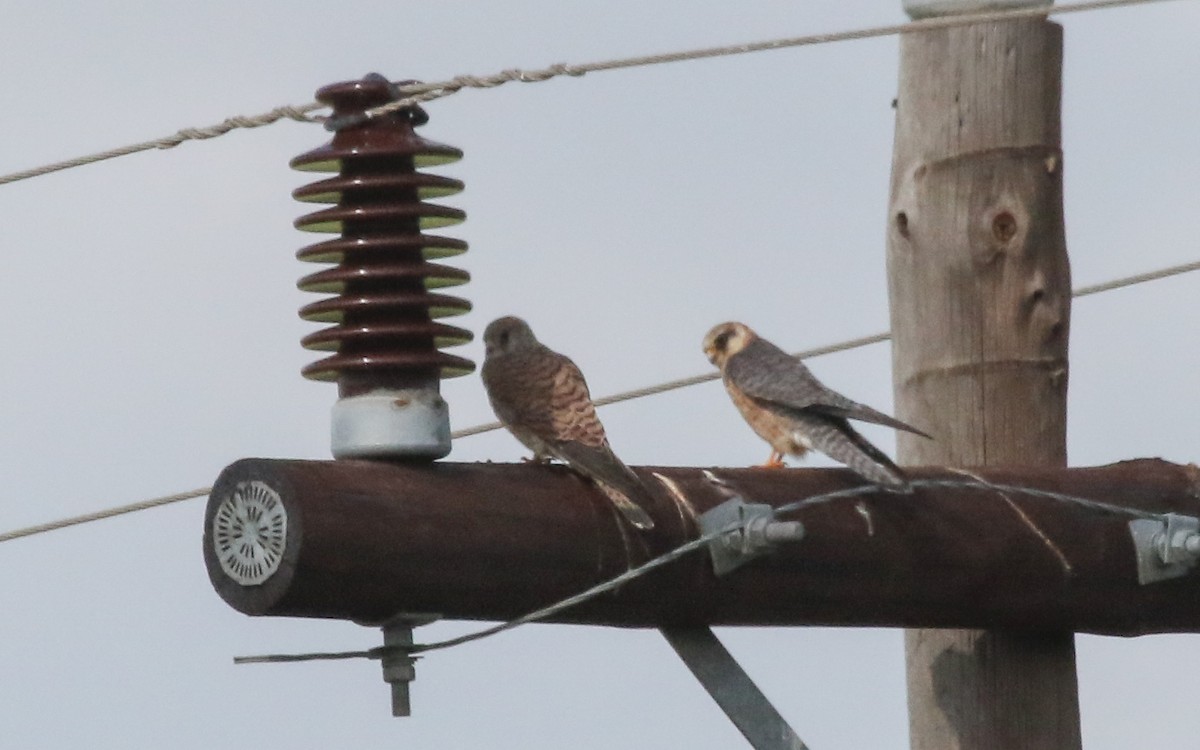 Red-footed Falcon - ML647746490