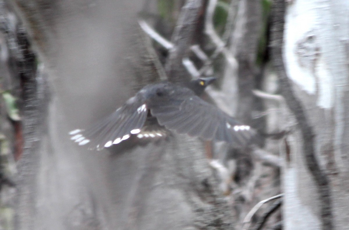 Pied Currawong - ML647746491