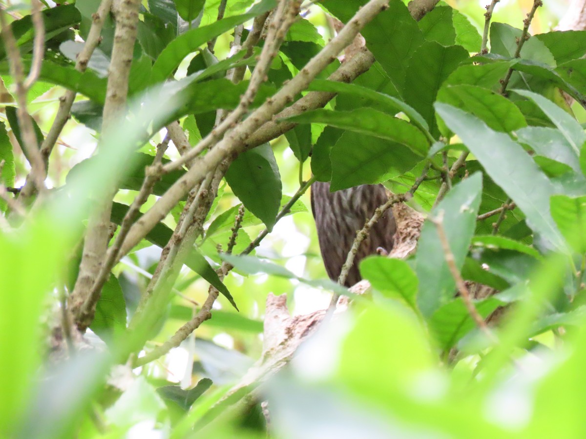 Long-tailed Koel - ML647746492